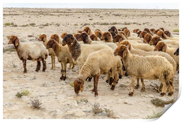 Flock of sheep grazing in the desert Print by Lucas D'Souza