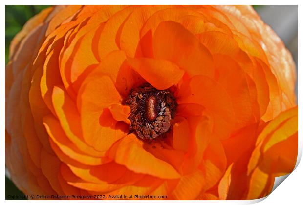 Bright Orange Ranunculus Flower Macro Print by Debra Osborne-Pursglove