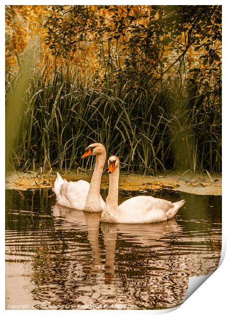 Swans Together Print by Ivor Bond
