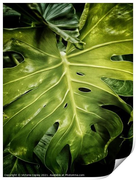 Abstract Plant Leaves Print by Victoria Copley