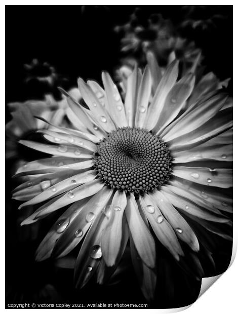 Monochrome daisy Print by Victoria Copley