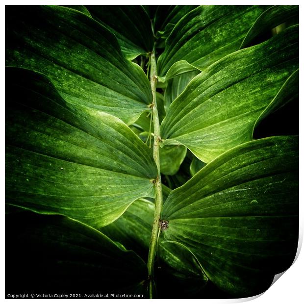 Plant leaves Print by Victoria Copley