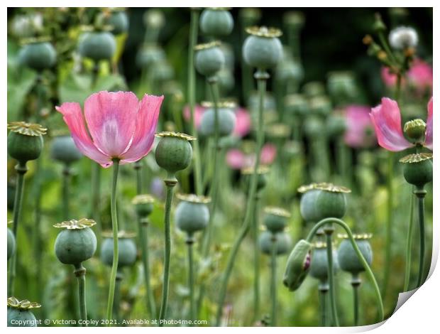 Poppies Print by Victoria Copley