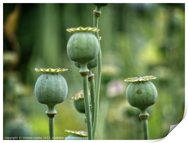 Poppy seed heads Print by Victoria Copley