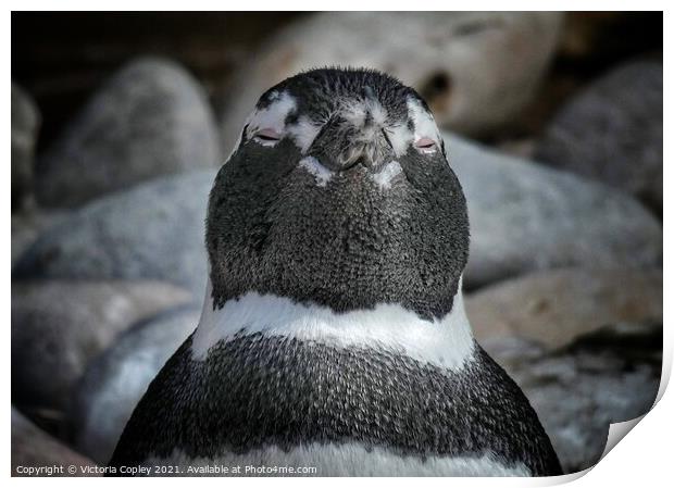 Happy Penguin Print by Victoria Copley