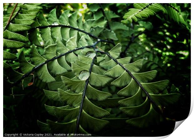 Abstract fern Print by Victoria Copley