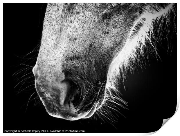 Horse portrait Print by Victoria Copley