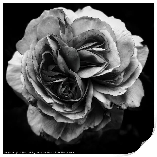 Monochrome rose Print by Victoria Copley