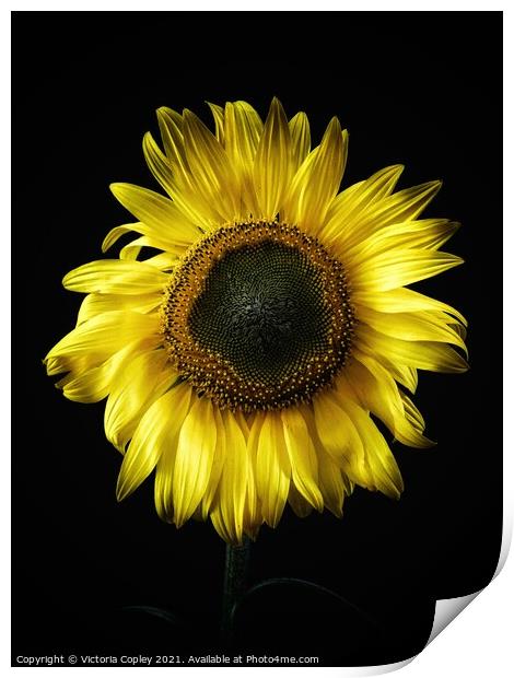 Sunflower Print by Victoria Copley