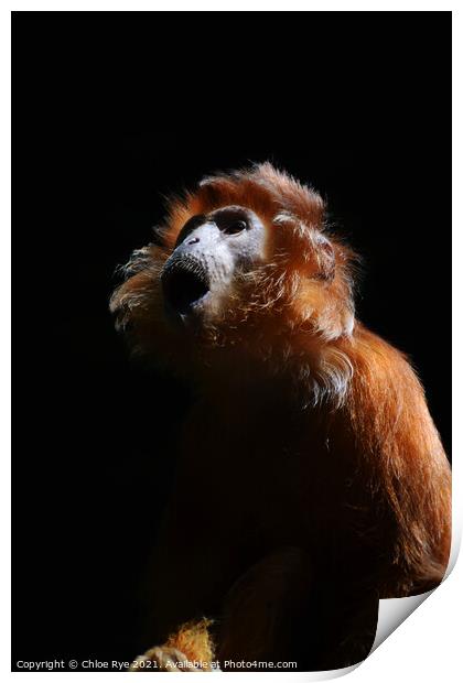 An Ebony Langur Monkey Print by Chloe Rye