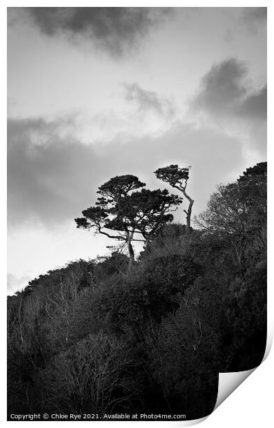 Tree at Swanpool, Cornwall Print by Chloe Rye