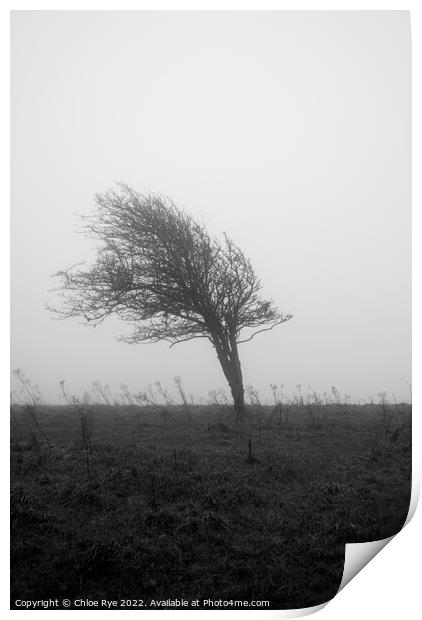 Tree in wind in Brighton Print by Chloe Rye