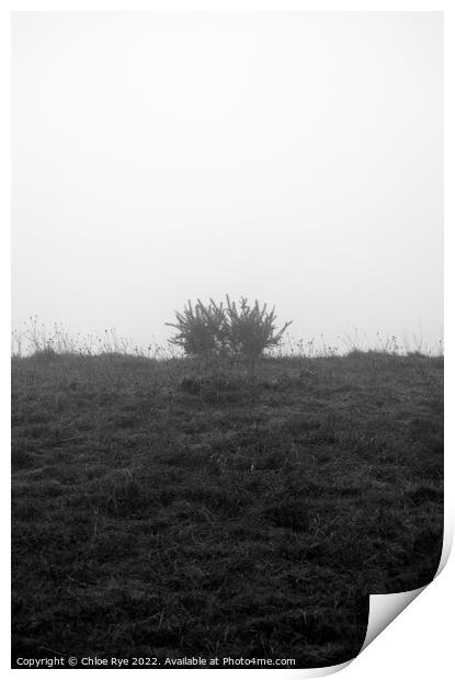 A plant in the fog at Devils Dyke in Brighton Print by Chloe Rye