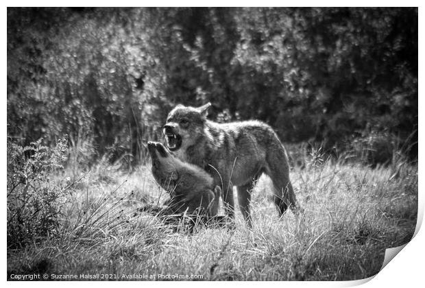 Leader of the pack  Print by Suzanne Halsall