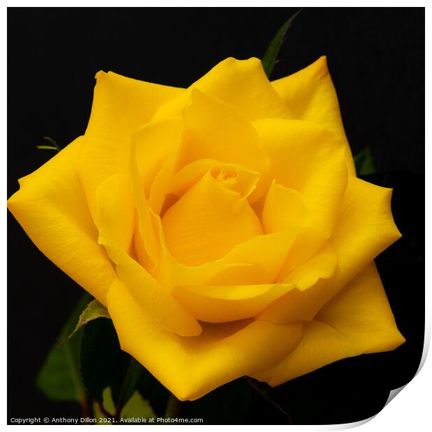 Yellow Rose Print by Anthony Dillon