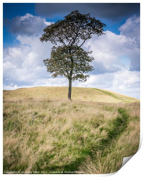 Lonesome Tree.  Print by Anthony Dillon