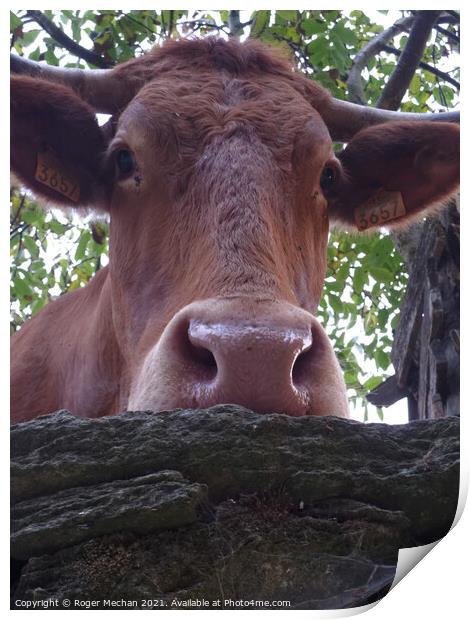 Inquisitive Bovine Beauty Print by Roger Mechan