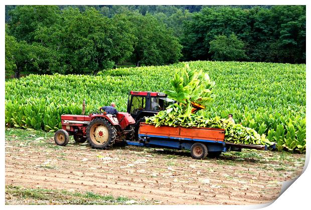 Tobacco Harvest in Dordogne Print by Roger Mechan