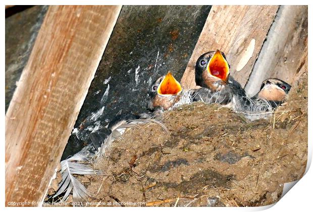 Hungry Swallows in a Rustic Mud Nest Print by Roger Mechan