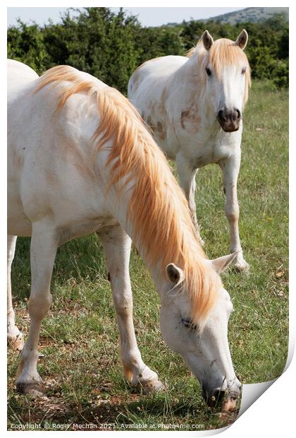 Graceful White Horses Grazing Print by Roger Mechan