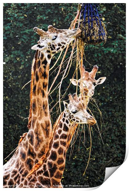 Graceful Giraffes Eating  Print by Roger Mechan