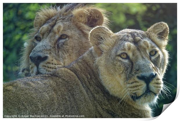 Regal Lioness and her Companion Print by Roger Mechan
