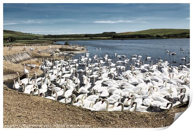 Graceful swans in natural habitat Print by Roger Mechan