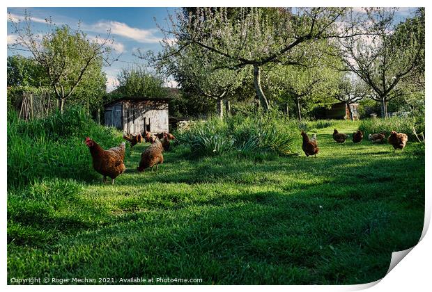 Joyful Red Chickens in a Lush Orchard Print by Roger Mechan