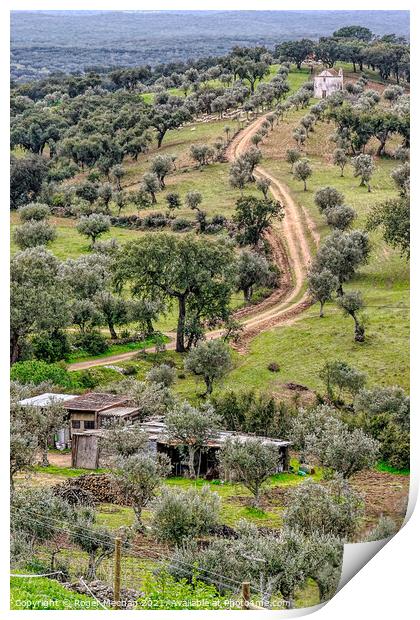 Olive Grove Haven Print by Roger Mechan