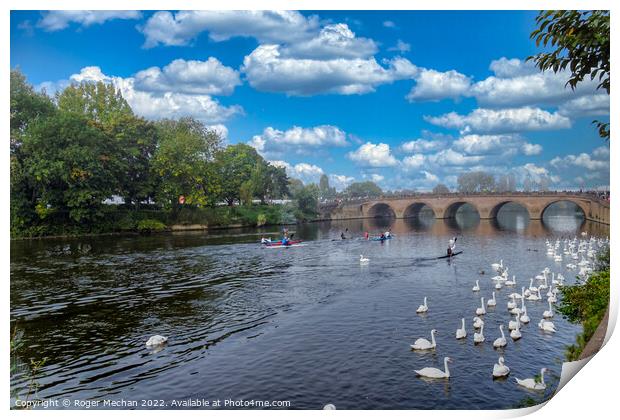 Graceful Swans on River Severn Print by Roger Mechan