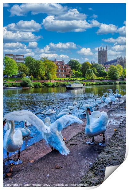 Graceful Swans Glide by Worcester Cathedral Print by Roger Mechan