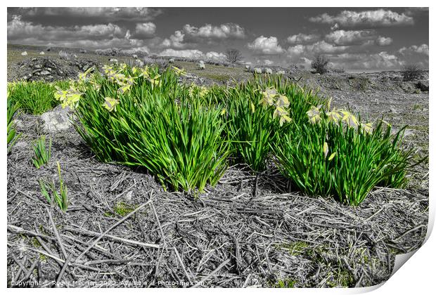 Serene Monochrome Daffodils Print by Roger Mechan