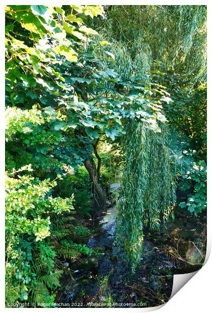 Enchanting Willow by the Brook Print by Roger Mechan