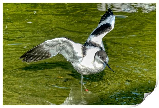 Graceful Avocet in Shallow Pond Print by Roger Mechan