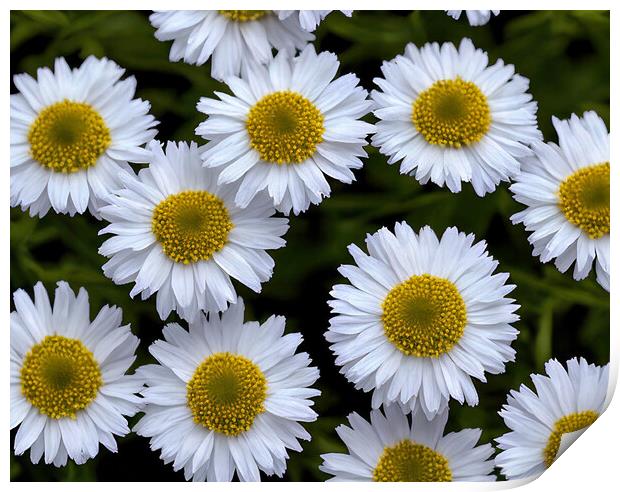 Sun-kissed Aster Blooms Print by Roger Mechan