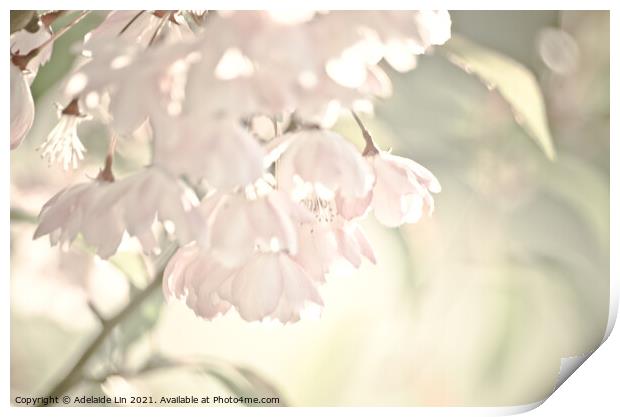 Sakura blossom Print by Adelaide Lin
