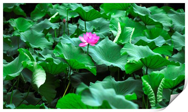 Pink lotus Print by Stan Lihai