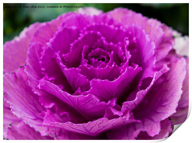Pink cabbage leaves Print by Stan Lihai