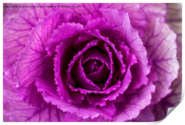 Pink cabbage Print by Stan Lihai