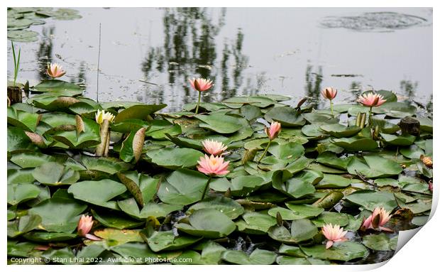 Lotuses in Shanghai park Print by Stan Lihai