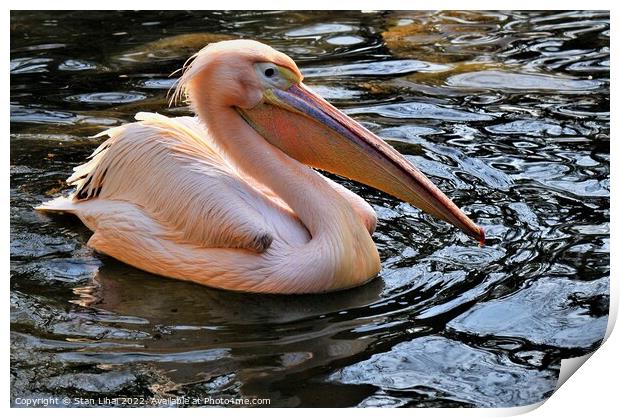 Pink pelican Print by Stan Lihai