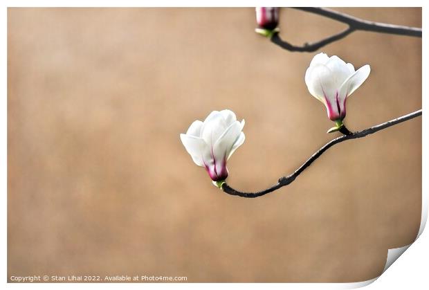 White magnolia flower bud Print by Stan Lihai