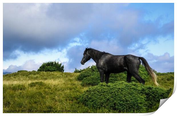 Horses grazing in meadow of Ukrainian Carpathians Print by Stan Lihai