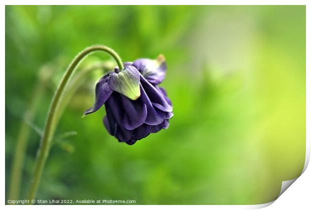 Purple flower Print by Stan Lihai