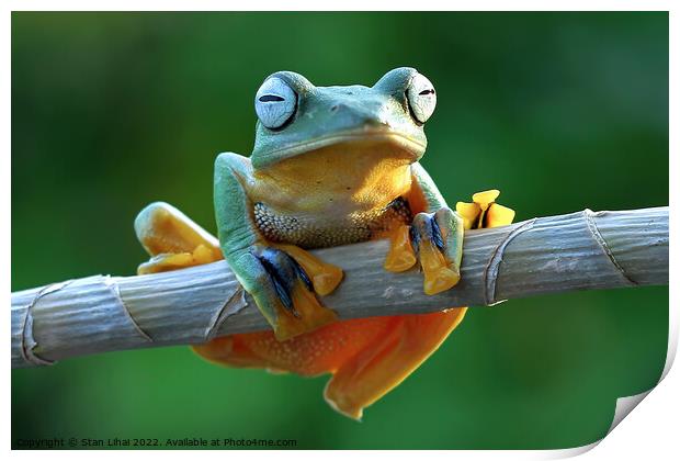 A frog sitting on a branch Print by Stan Lihai
