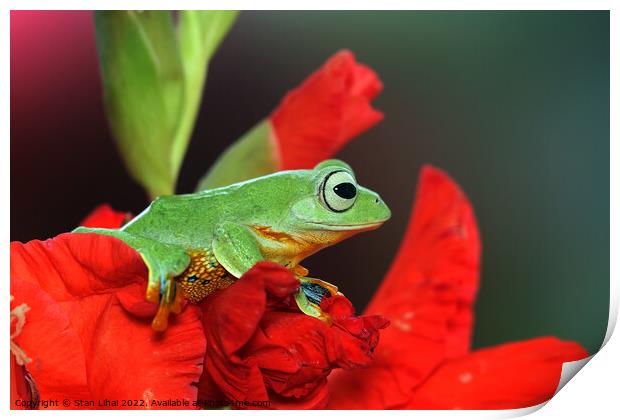 Green frog  Print by Stan Lihai