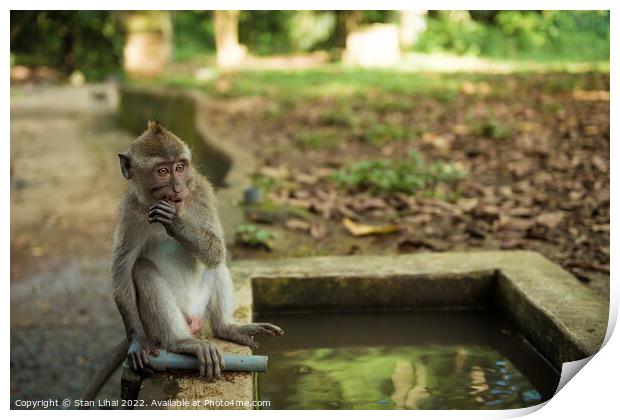 Monkeys in Ubud Bali Print by Stan Lihai