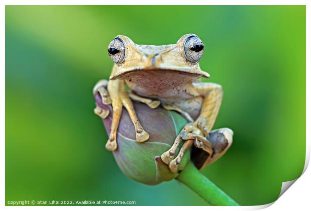 Flying frog Print by Stan Lihai