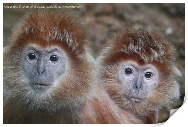 A close up of a monkeys Print by Stan Lihai