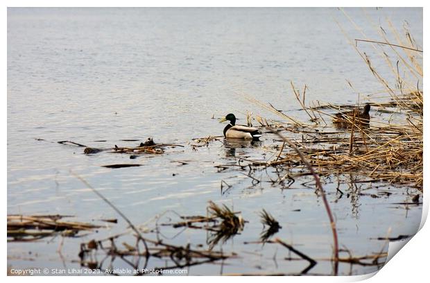 pair of ducks drake and duck on the river in natural habitat Print by Stan Lihai